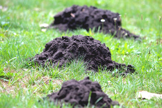 Preventing Damage from Moles and Deer this Fall