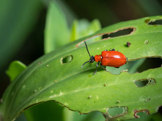 Organic Pest Insect Control for Plants, Turf & Trees