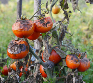 Organic Disease Control for Plants, Trees & Turf