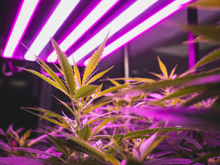 Indoor Grow Lights