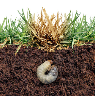 Fall Grub Issues - Killing grubs now prevents extensive damage & costly re-sodding or re-seeding.