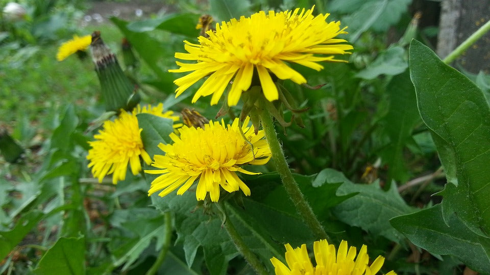 How to Protect Your Lawn from Fall Weed Growth