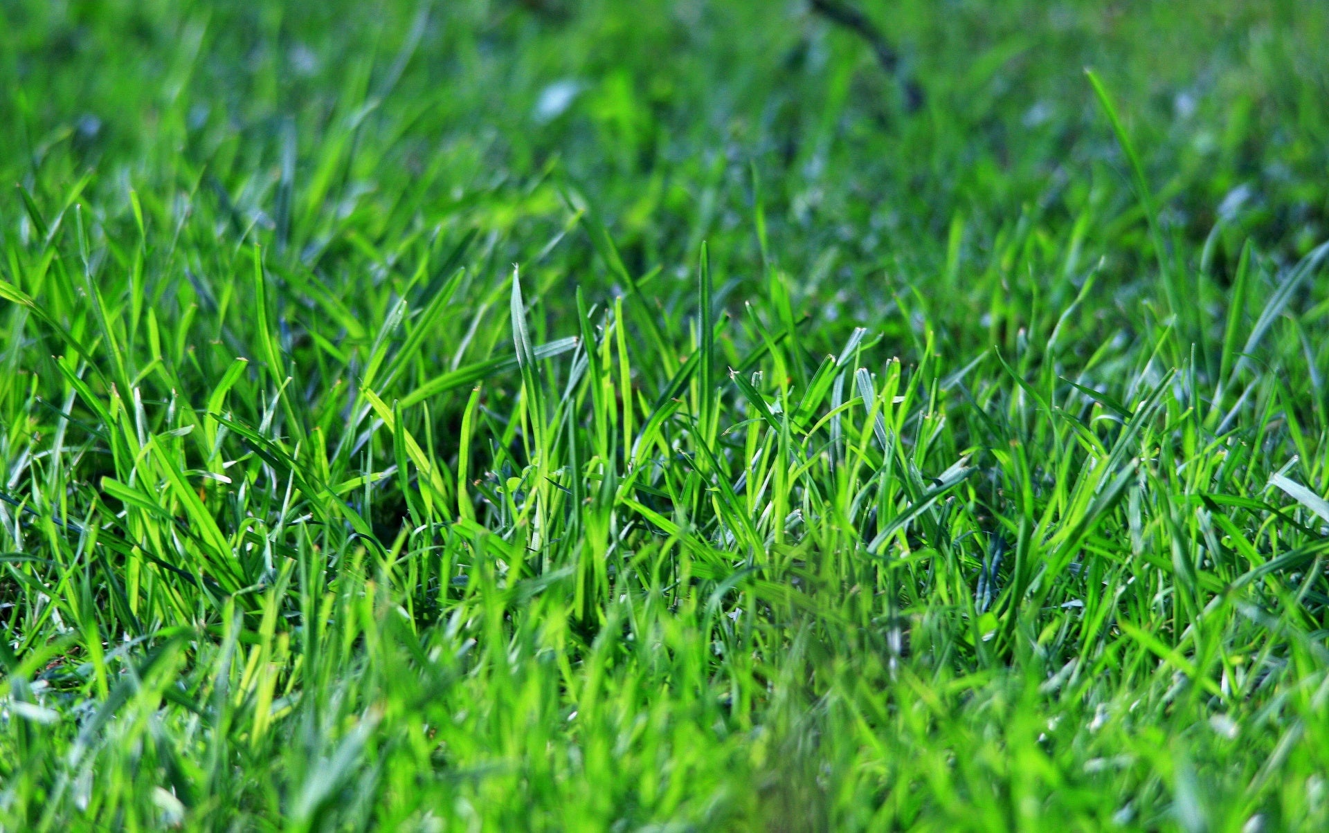 Stop Fall's Grubs from Becoming Spring's Problem