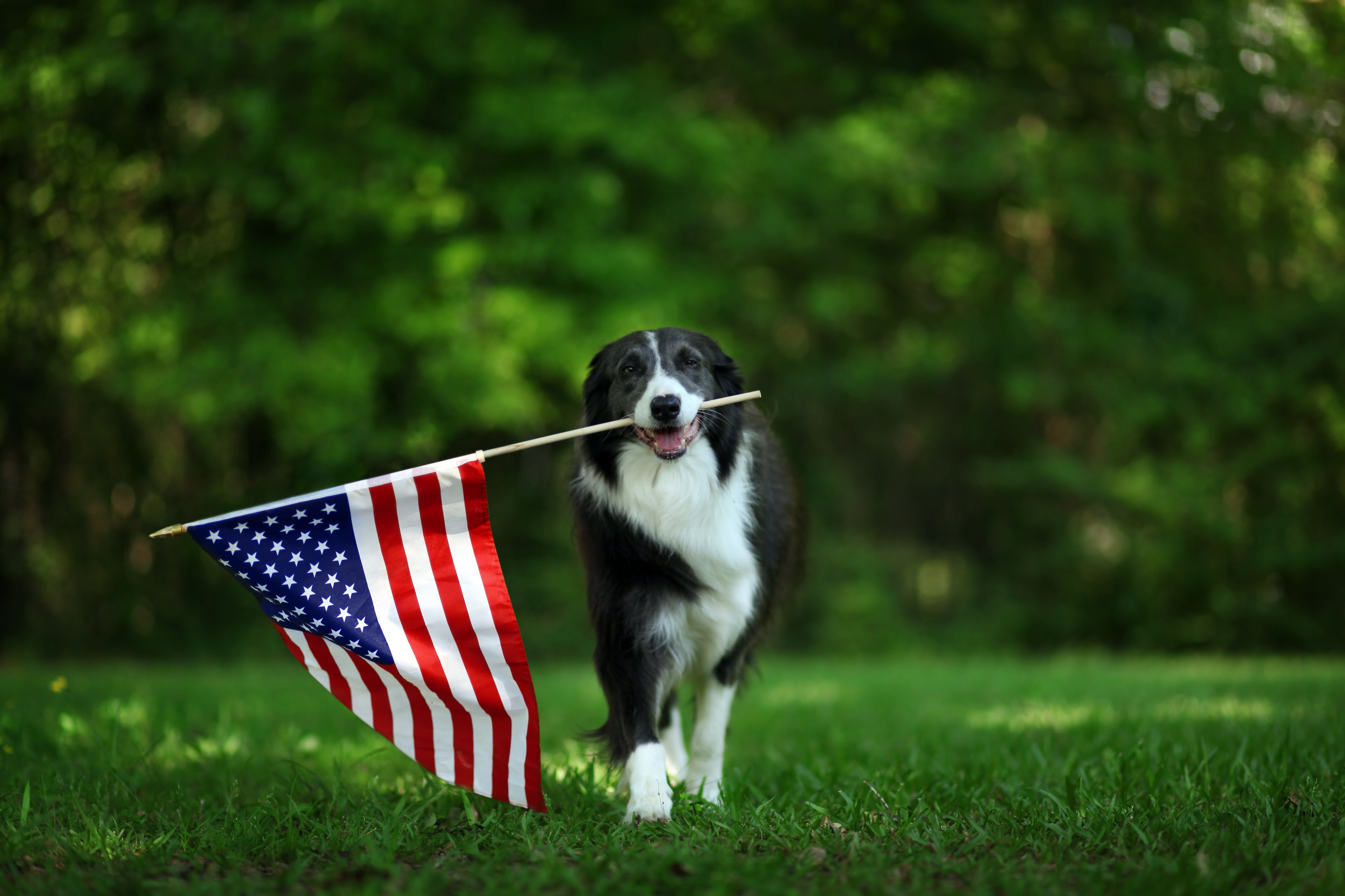Memorial Day Sale 2026