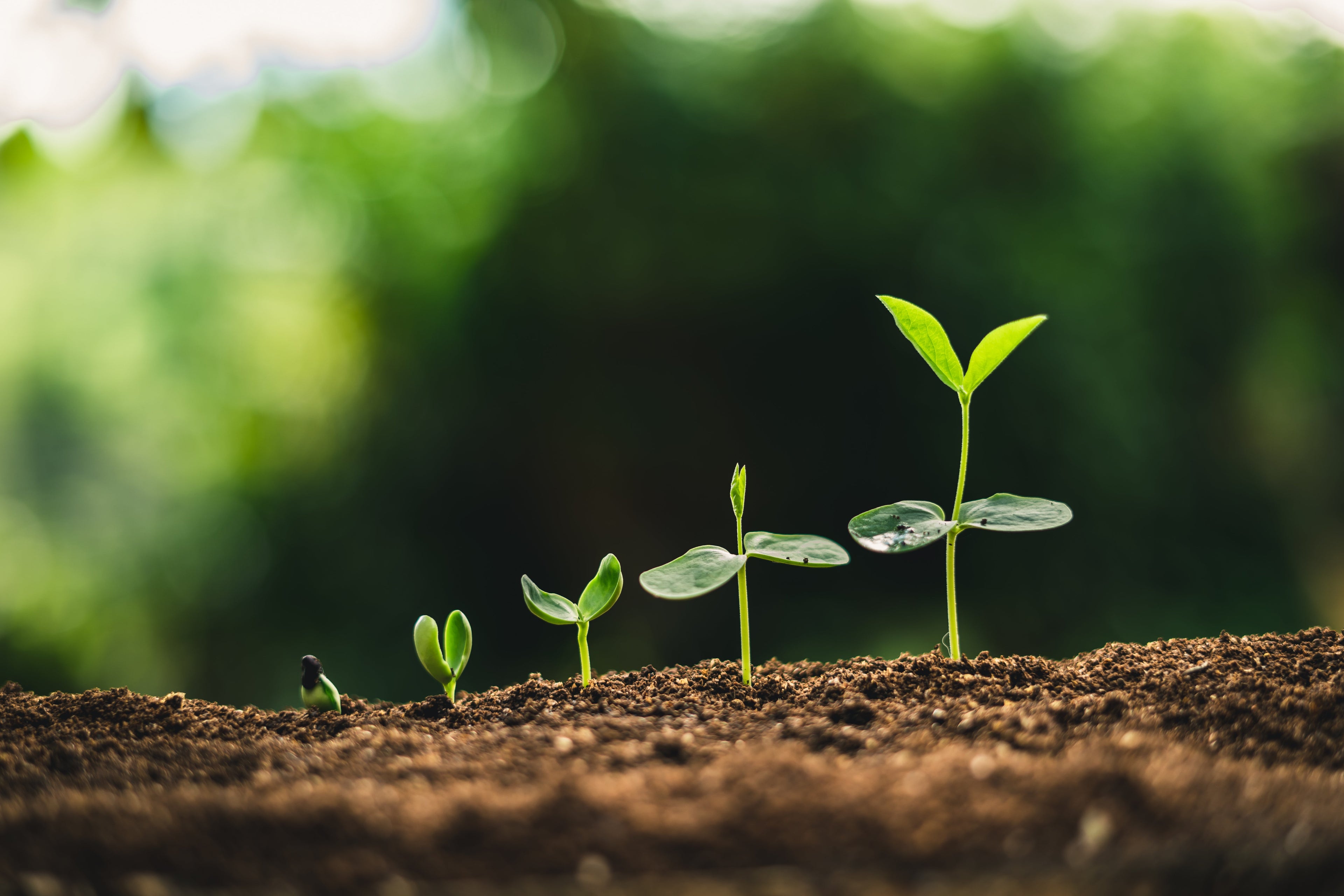 Surround Kaolin Clay Insecticide - GrowItNaturally.com