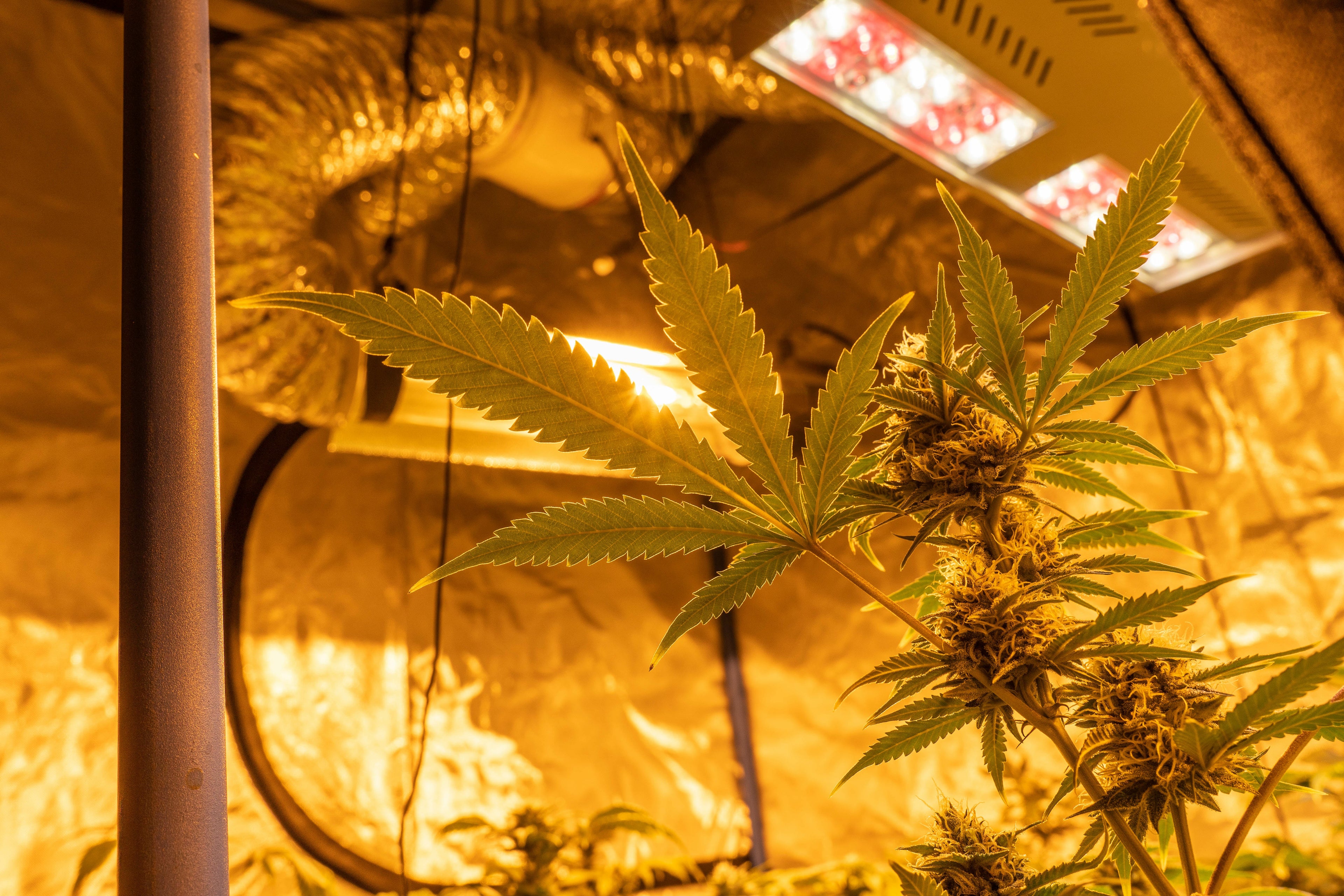 Cultivation Equipment & Lighting