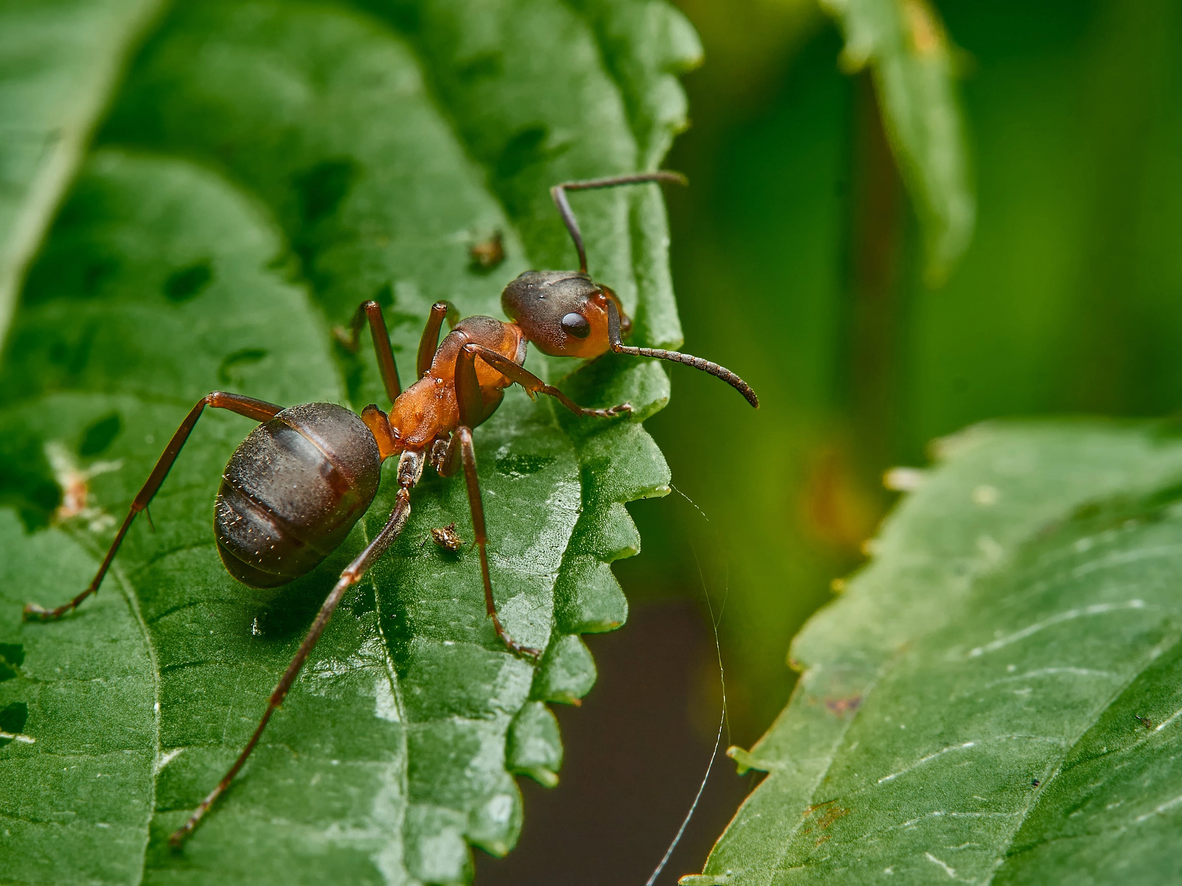 Organic Ant & Bug Control