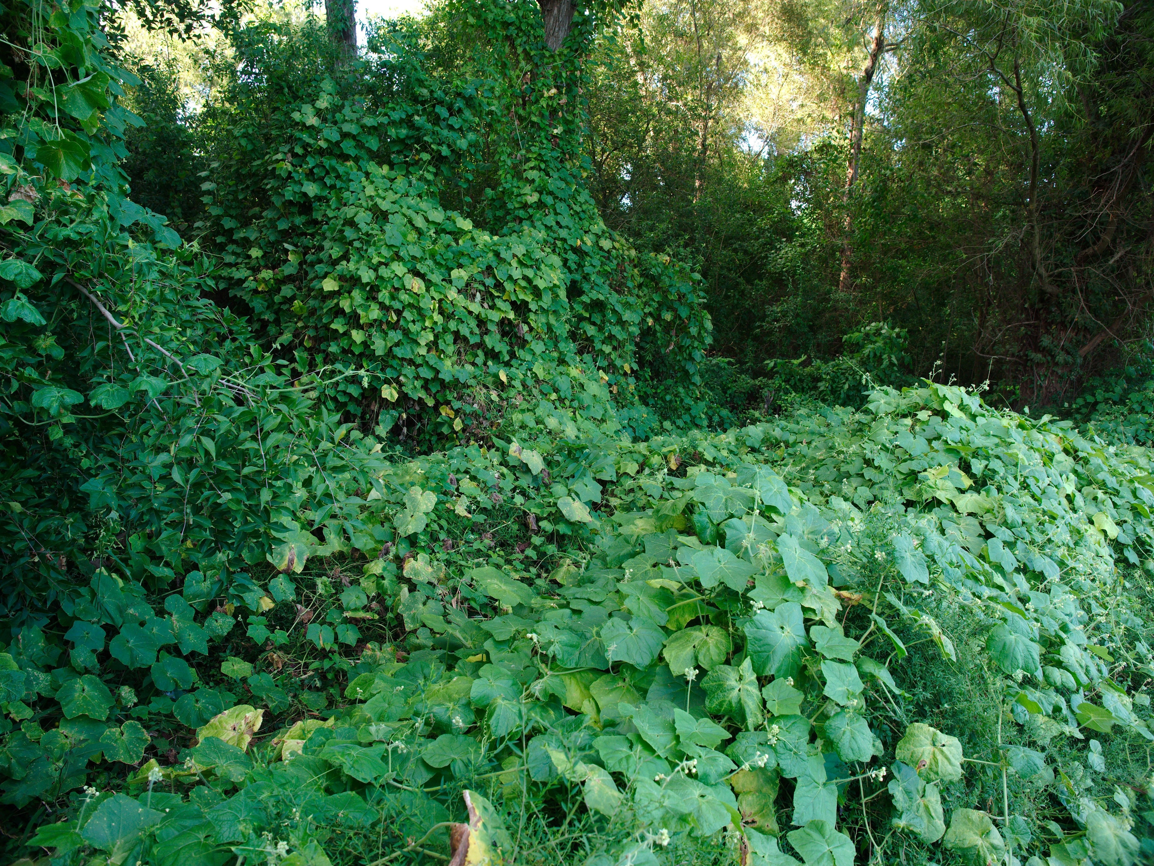 Organic Weed Killers Herbicides