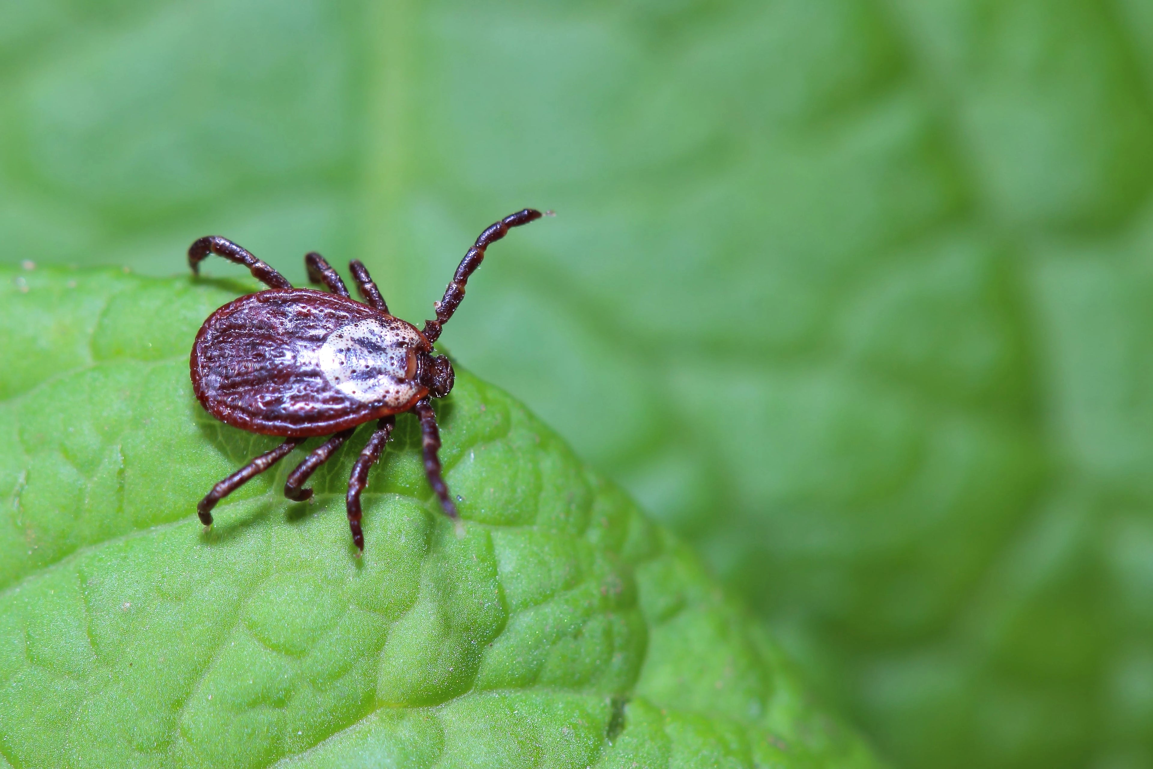 Organic Tick, Mosquito and Flea Control