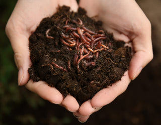 Worm Castings (Vermicompost)